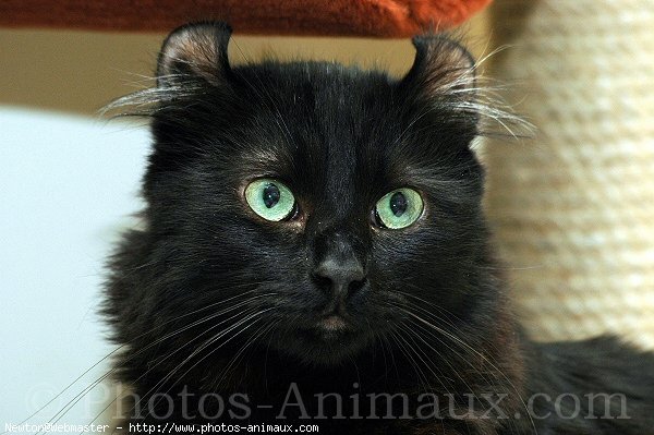 Photo d'American curl poil long