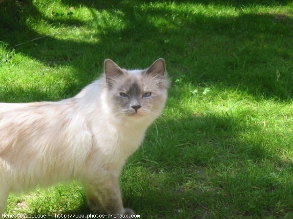 Photo de Sacr de birmanie