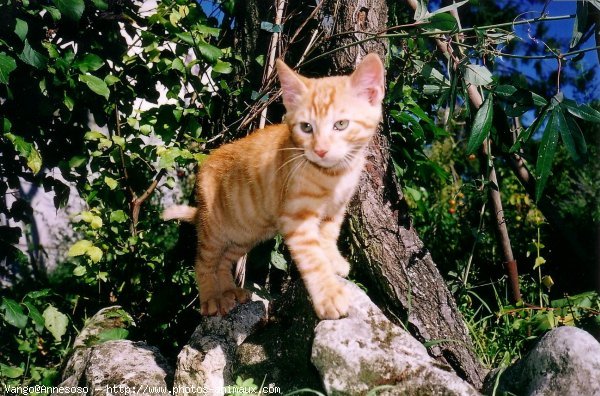 Photo de Chat domestique