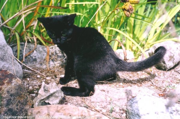 Photo de Chat domestique