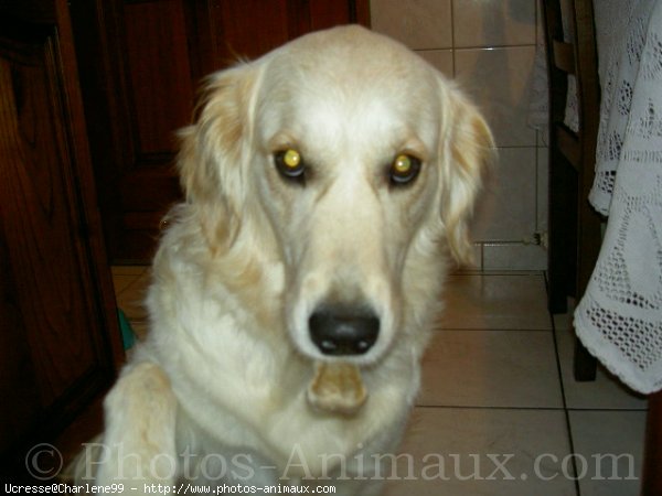 Photo de Golden retriever