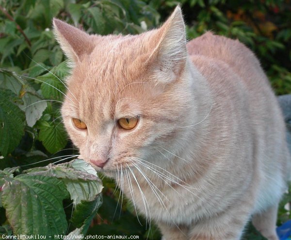 Photo de Chat domestique