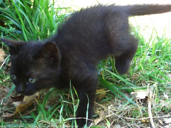 Photo de Chat domestique