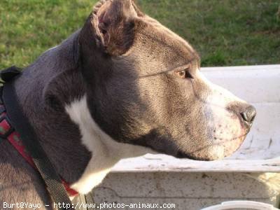 Photo d'American staffordshire terrier