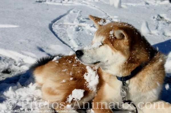 Photo d'Akita inu