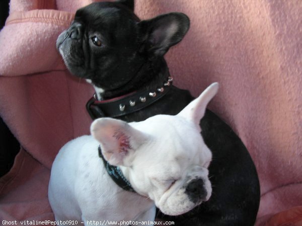 Photo de Bouledogue franais