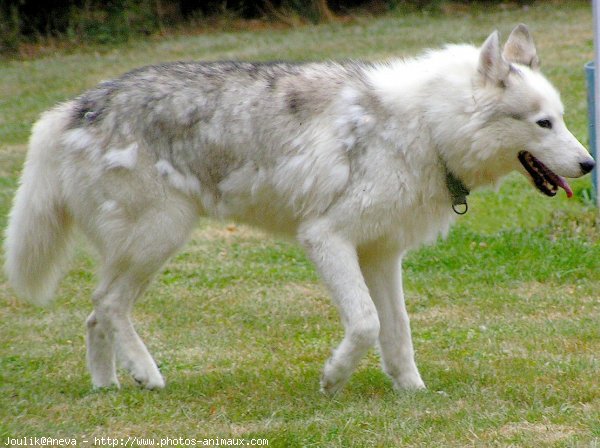 Photo de Husky siberien