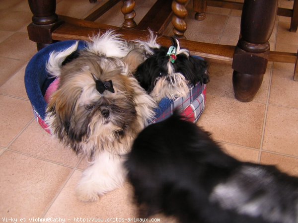 Photo de Shih tzu