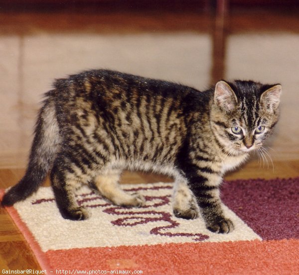 Photo de Chat domestique