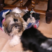 Photo de Shih tzu