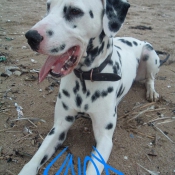 Photo de Dalmatien