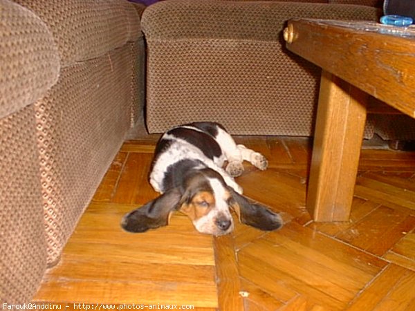 Photo de Basset hound