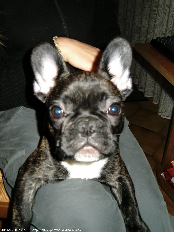 Photo de Bouledogue franais