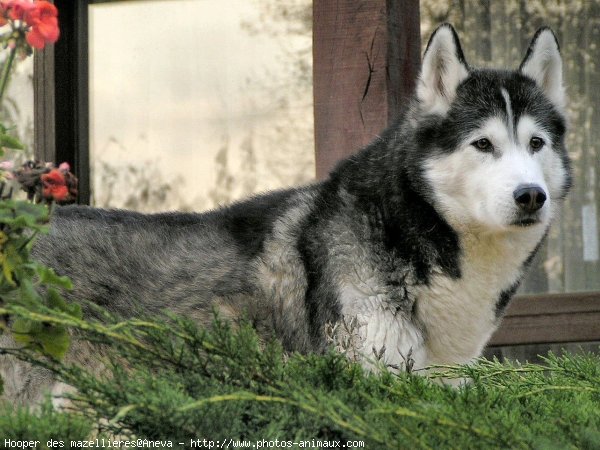 Photo de Husky siberien