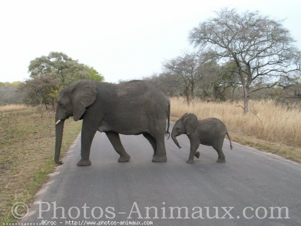 Photo d'Elphant d'afrique