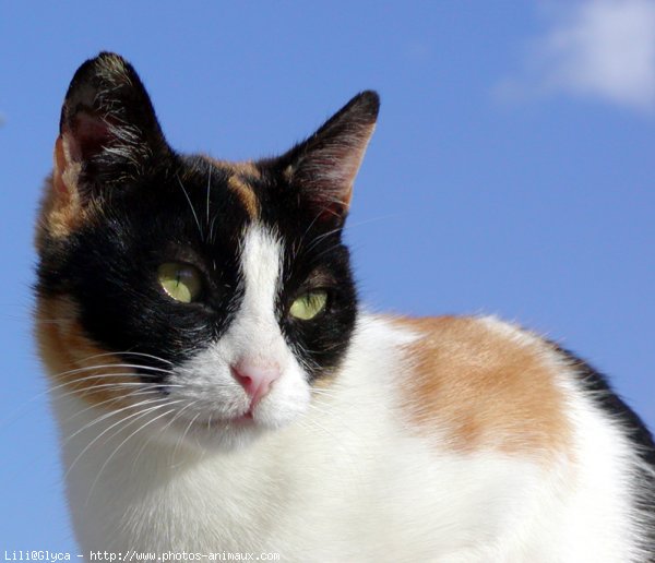 Photo de Chat domestique