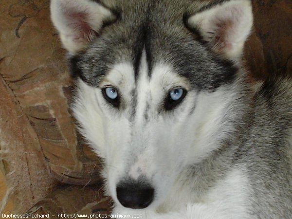 Photo de Husky siberien