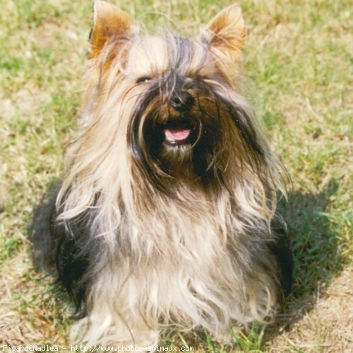 Photo de Yorkshire terrier