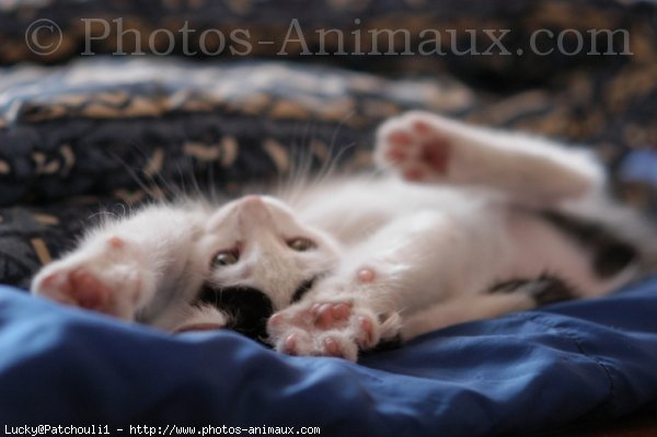 Photo de Chat domestique