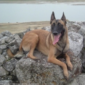 Photo de Berger belge malinois