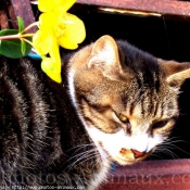 Photo de Chat domestique