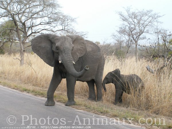 Photo d'Elphant d'afrique