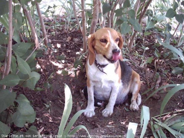 Photo de Beagle