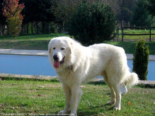 Photo de Chien de montagne des pyrnes