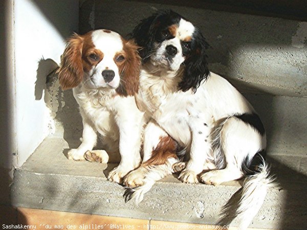 Photo de Cavalier king charles spaniel