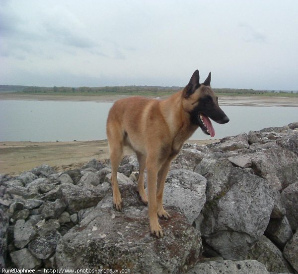 Photo de Berger belge malinois