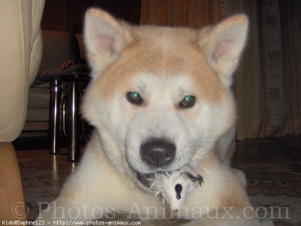 Photo d'Akita inu