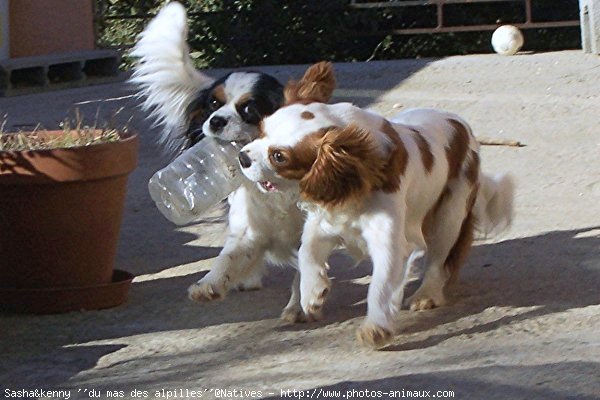 Photo de Cavalier king charles spaniel