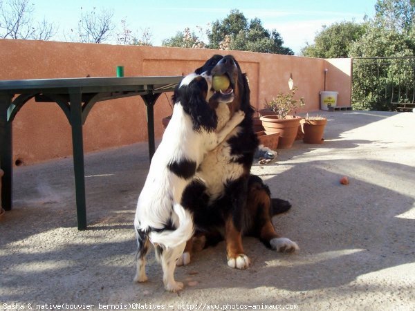 Photo de Cavalier king charles spaniel