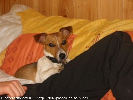 Photo de Jack russell terrier