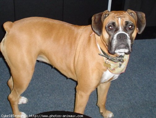 Photo de Boxer