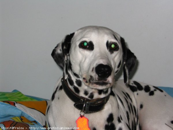 Photo de Dalmatien