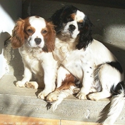 Photo de Cavalier king charles spaniel