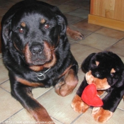 Photo de Rottweiler