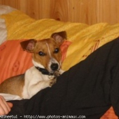 Photo de Jack russell terrier