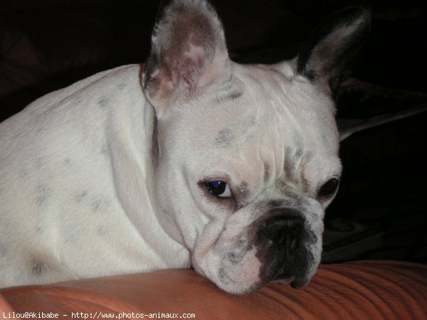 Photo de Bouledogue franais