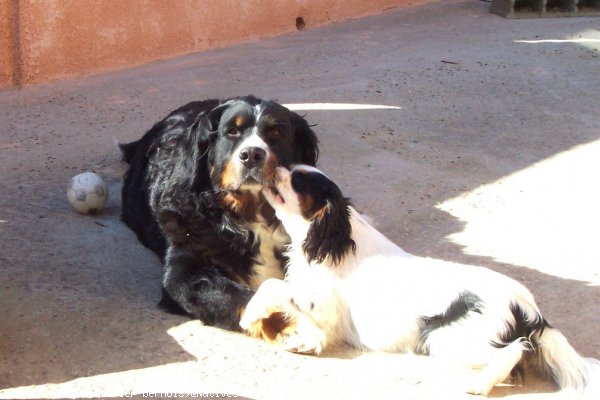 Photo de Cavalier king charles spaniel