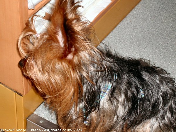 Photo de Yorkshire terrier