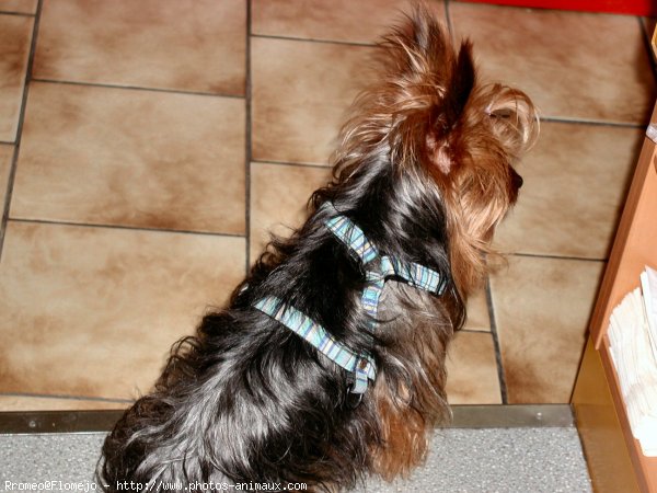 Photo de Yorkshire terrier