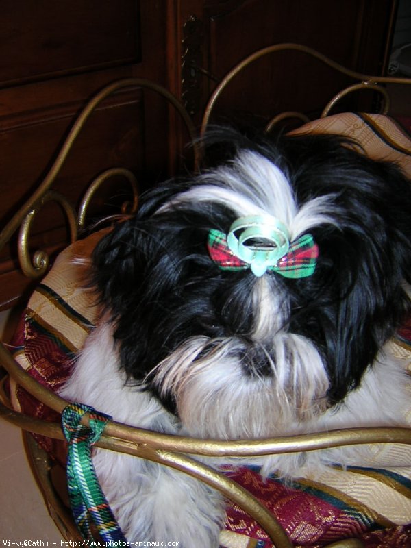 Photo de Shih tzu