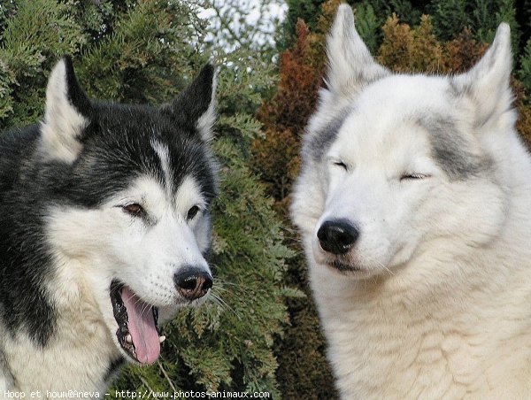 Photo de Husky siberien