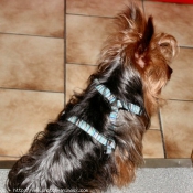 Photo de Yorkshire terrier