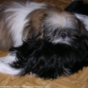 Photo de Shih tzu