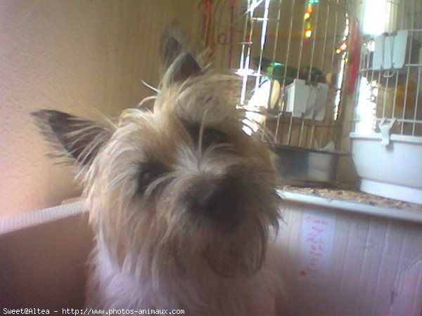 Photo de Cairn terrier