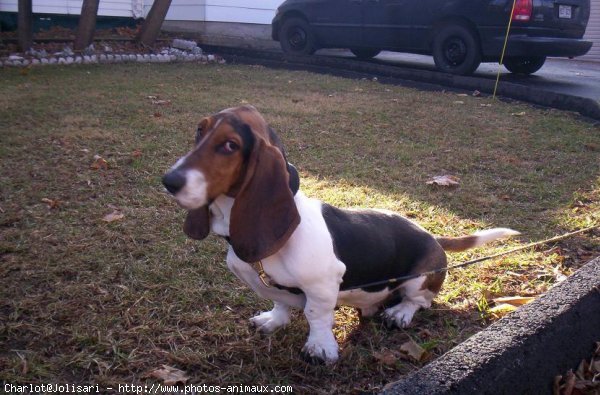 Photo de Basset hound