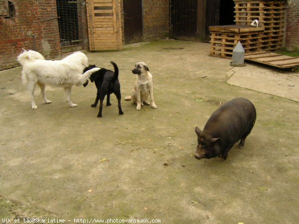 Photo de Chien de berger des tatras